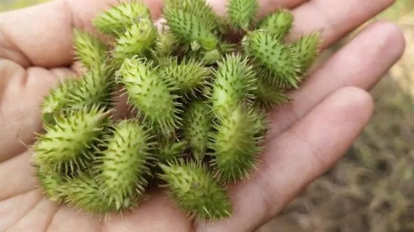 “假蒼耳”入侵中國！劇毒殺死牛羊、改變土壤、減產60％  蒼耳 劇毒 第12張