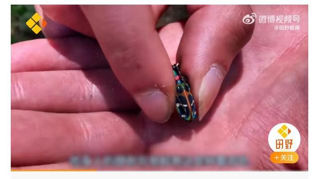 小伙因社恐常年鉆深山,發現8個新物種 以自己的名字命名4種 社恐 物種 第3張 小伙因社恐常年鉆深山,發現8個新物種 以自己的名字命名4種 社恐 物種 第3張