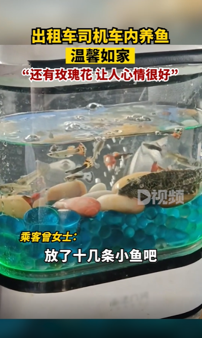 司機內放魚缸養魚 網友好奇:“魚會暈車不” 出租車 魚 第2張 司機內放魚缸養魚 網友好奇:“魚會暈車不” 出租車 魚 第2張